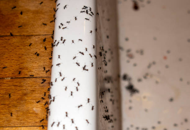 Best Termite Control Services  in Hurley, WI